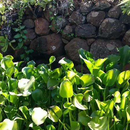 Casa Las Tres Palmeras Puntagorda (La Palma)