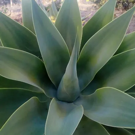Casa Las Tres Palmeras Puntagorda (La Palma)